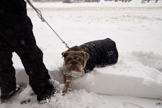 An annoyed looking bulldog climbing through the snow
